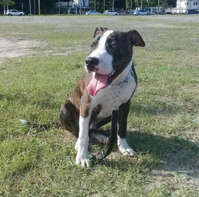 Cachorro ra a Pit-Bull idade 7 a 11 meses nome Thor