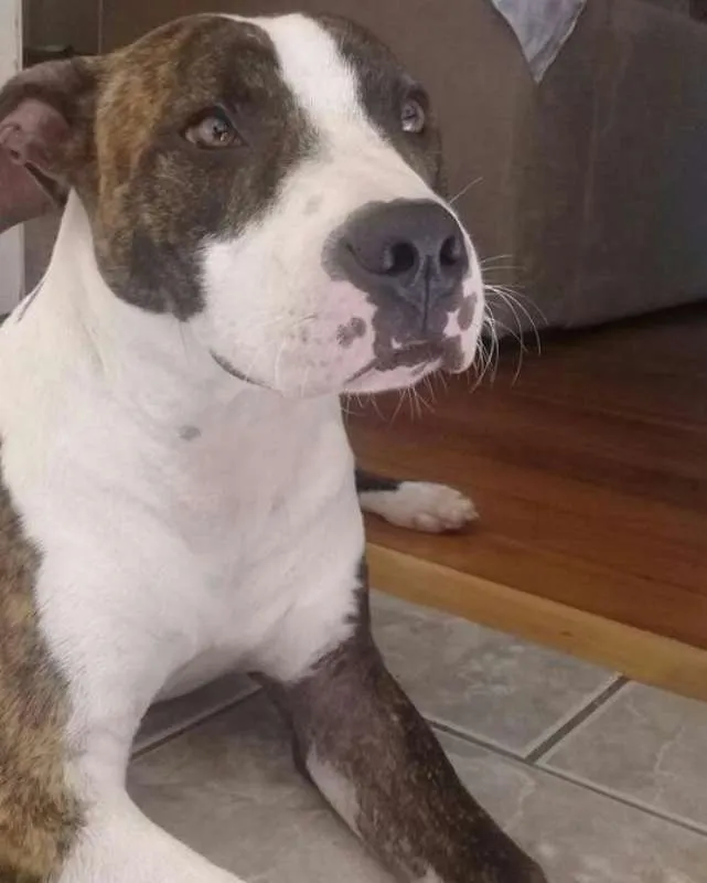 Cachorro ra a Pit-Bull idade 7 a 11 meses nome Thor