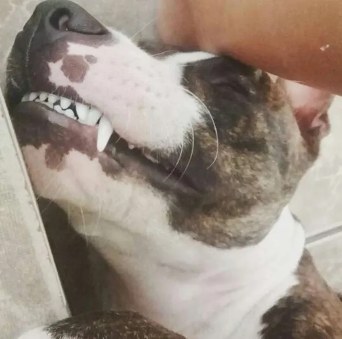 Cachorro ra a Pit-Bull idade 7 a 11 meses nome Thor