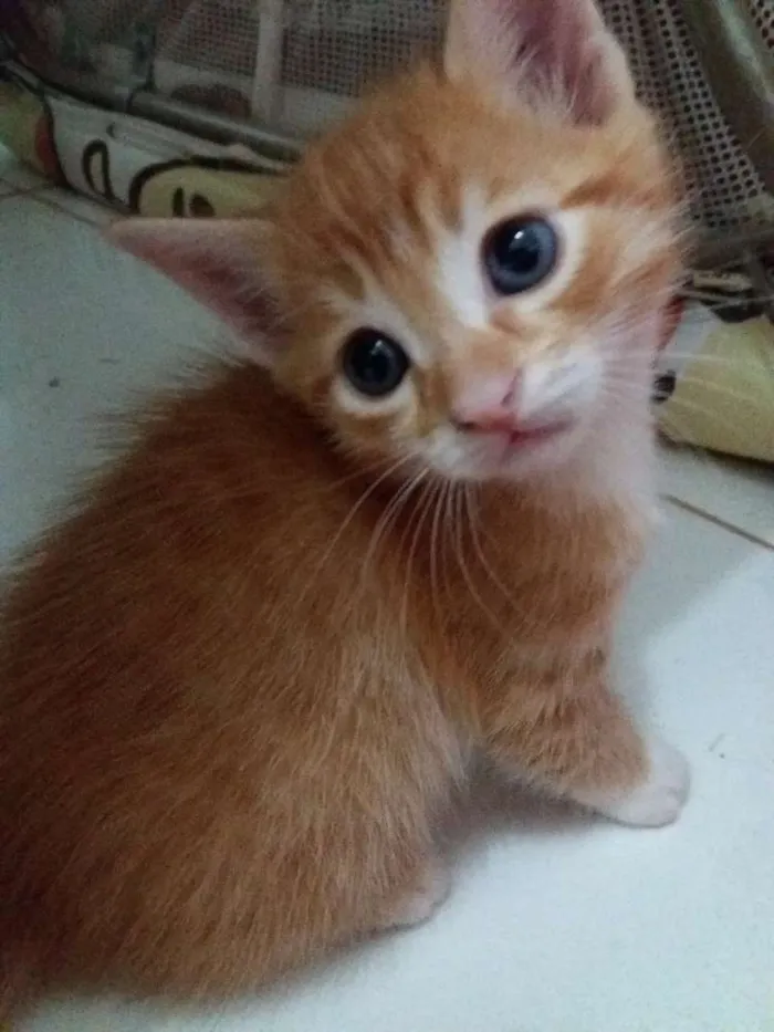 Gato ra a Sem raça definida  idade Abaixo de 2 meses nome Juninho 