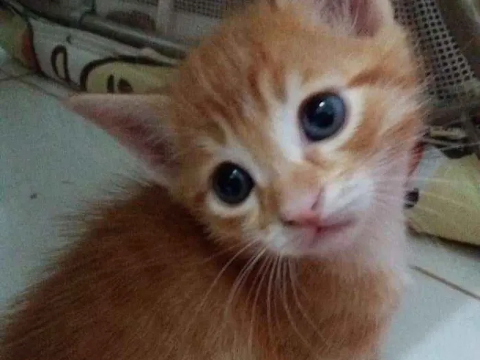 Gato ra a Sem raça definida  idade Abaixo de 2 meses nome Juninho 