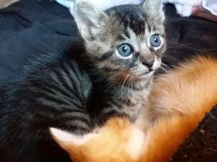 Gato ra a Sem raça definida  idade Abaixo de 2 meses nome Mag