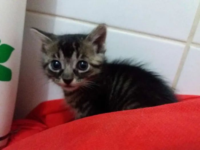 Gato ra a Sem raça definida  idade Abaixo de 2 meses nome Mag