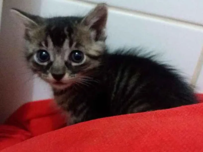 Gato ra a Sem raça definida  idade Abaixo de 2 meses nome Mag