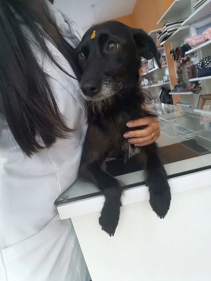 Cachorro ra a SRD idade  nome Tequila