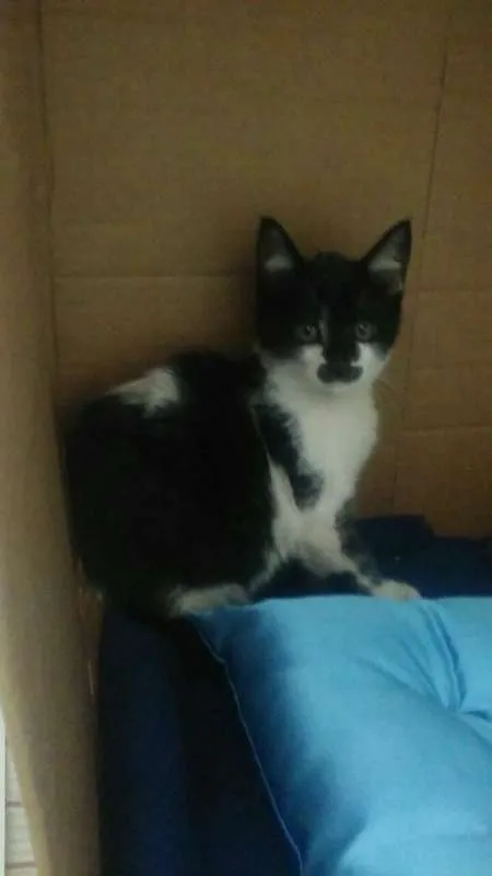 Gato ra a srd idade 2 a 6 meses nome Bigode