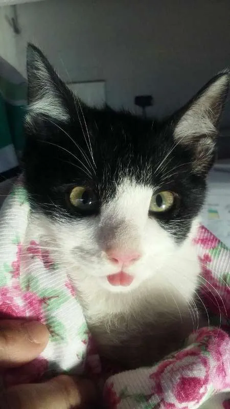 Gato ra a srd idade 2 a 6 meses nome Lindinho