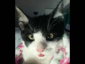 Gato raça srd idade 2 a 6 meses nome Lindinho