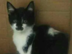 Gato raça srd idade 2 a 6 meses nome Bigode