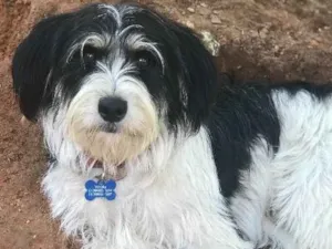 Cachorro raça SRD idade  nome Whisky