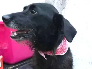 Cachorro raça SRD idade  nome Tequila