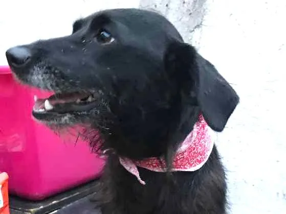 Cachorro ra a SRD idade  nome Tequila