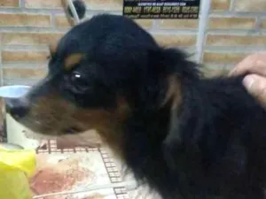 Cachorro raça Viralata idade 4 anos nome Bob