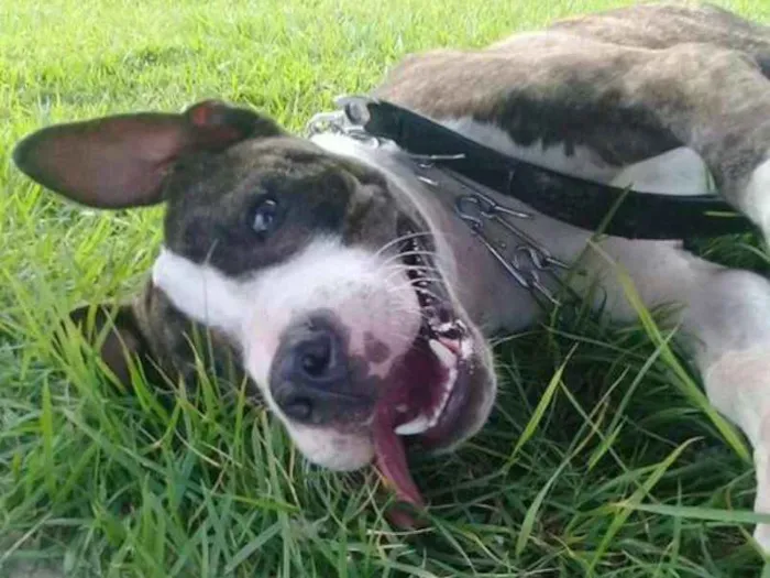 Cachorro ra a Pit-Bull idade 7 a 11 meses nome Thor