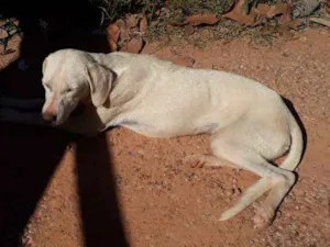 Cachorro raça Não sei idade 7 a 11 meses nome Não sei