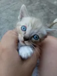 miau