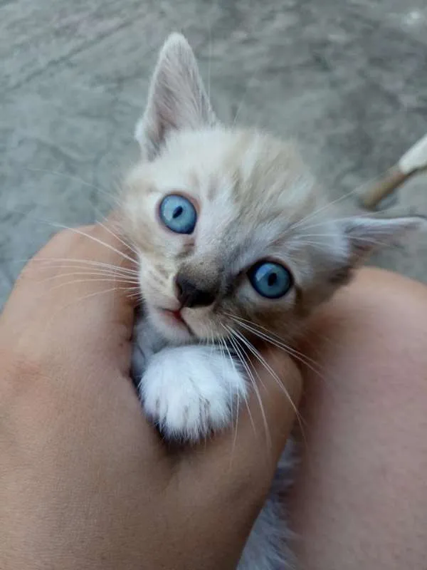 Gato raça  idade 2 a 6 meses nome miau