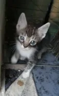 miau