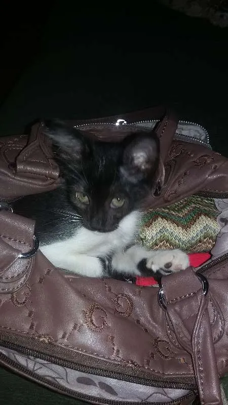 Gato raça Não sei idade 2 a 6 meses nome Não tem