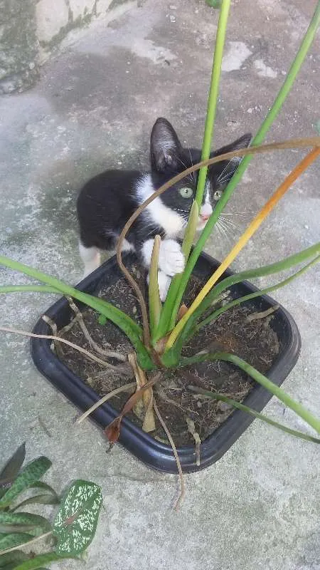 Gato raça Não sei idade 2 a 6 meses nome Não tem