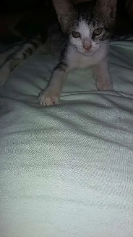 Gato raça Não sei idade 2 a 6 meses nome Não tem