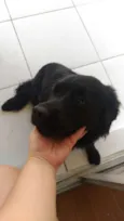 Loki