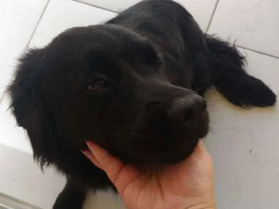 Cachorro ra a Sem raça definida idade 7 a 11 meses nome Loki