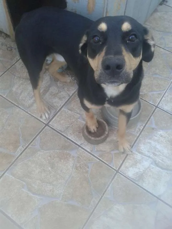 Cachorro ra a  idade 7 a 11 meses nome Aron