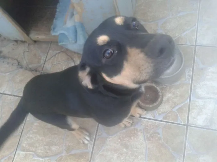 Cachorro ra a  idade 7 a 11 meses nome Aron