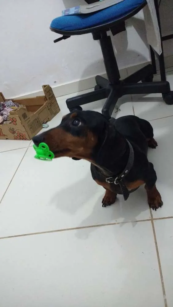 Cachorro ra a Dachshund- basset idade 4 anos nome Duque junior