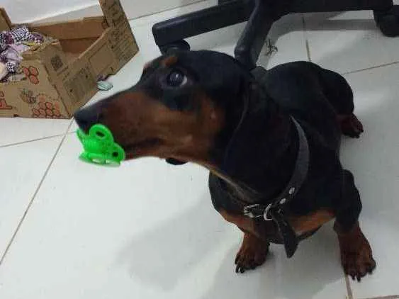 Cachorro ra a Dachshund- basset idade 4 anos nome Duque junior