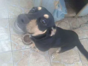 Cachorro raça  idade 7 a 11 meses nome Aron