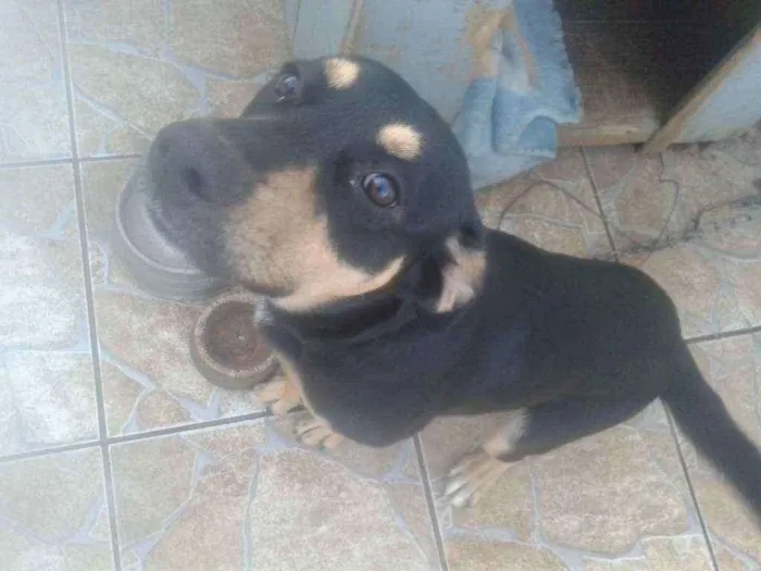 Cachorro ra a  idade 7 a 11 meses nome Aron