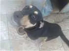 Cachorro raça  idade 7 a 11 meses nome Aron