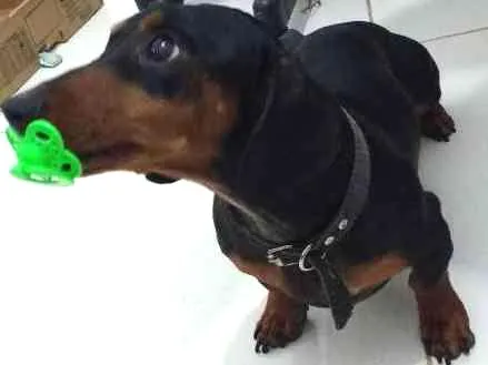 Cachorro ra a Dachshund- basset idade 4 anos nome Duque junior