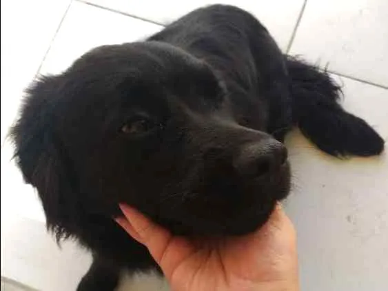 Cachorro ra a Sem raça definida idade 7 a 11 meses nome Loki