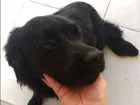 Cachorro raça Sem raça definida idade 7 a 11 meses nome Loki
