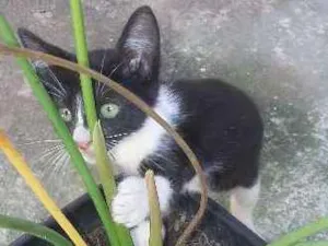 Gato raça Não sei idade 2 a 6 meses nome Não tem