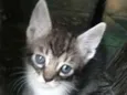miau