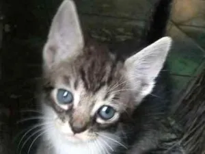 Gato raça  idade 2 a 6 meses nome miau