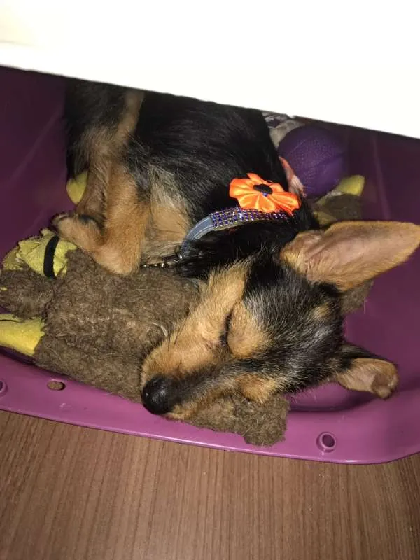 Cachorro raça SRD idade 1 ano nome Mia