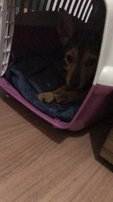 Cachorro raça SRD idade 1 ano nome Mia