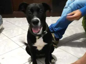 Cachorro raça Pittibull idade 7 a 11 meses nome Molly