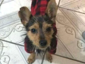 Cachorro raça SRD idade 1 ano nome Mia