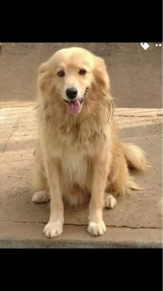 Cachorro ra a  idade 4 anos nome Zeus