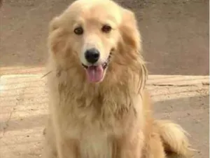 Cachorro raça  idade 4 anos nome Zeus