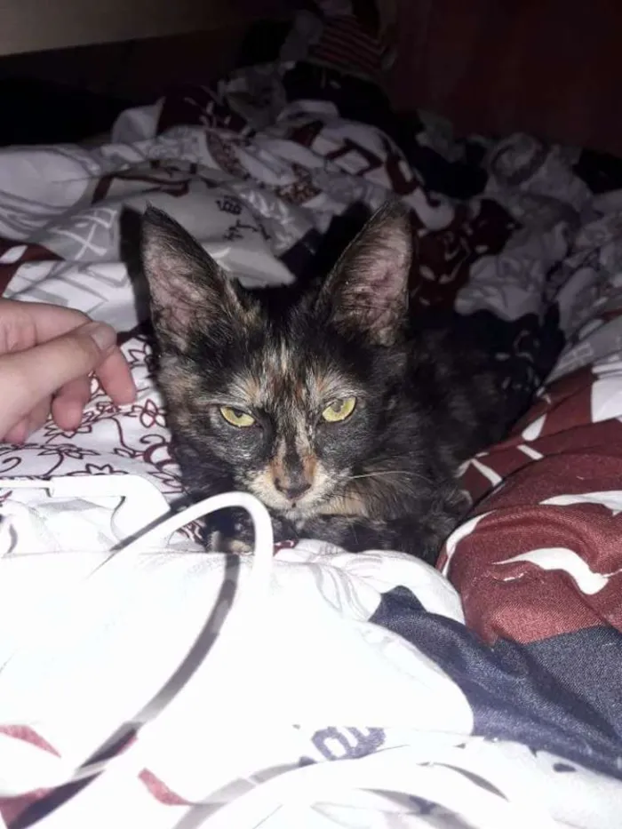 Gato ra a Srd idade 2 a 6 meses nome Mia
