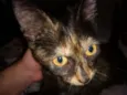 Mia