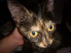 Gato raça Srd idade 2 a 6 meses nome Mia
