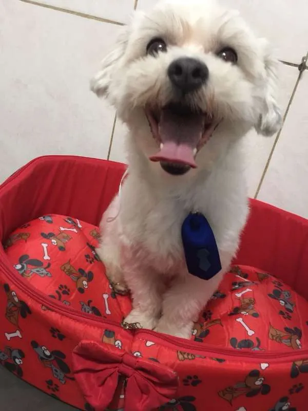 Cachorro ra a srd idade 4 anos nome Nick